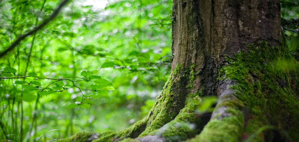 Mossy tree in a forest